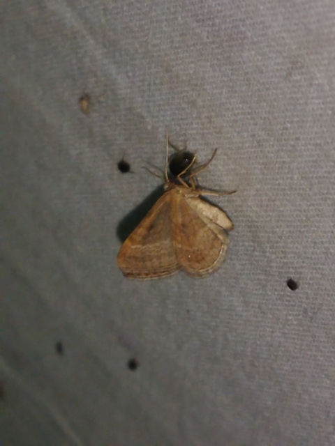 Phibalapteryx virgata - szürke galajaraszoló