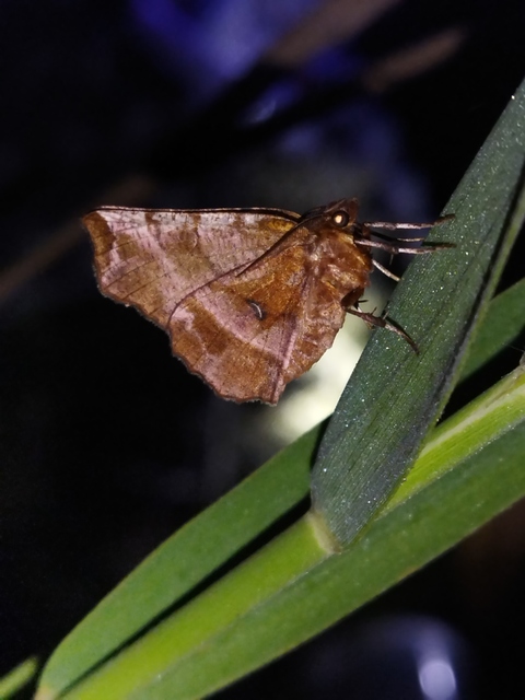 Selenia dentaria - kétfoltos holdasaraszoló