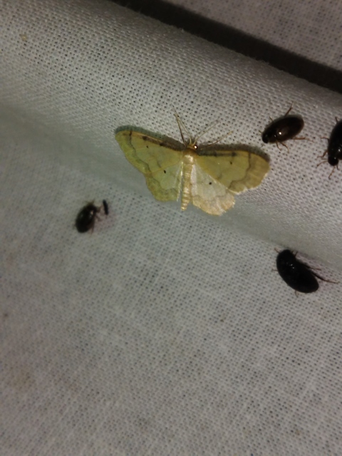 Idaea politaria - vonalas apróaraszoló