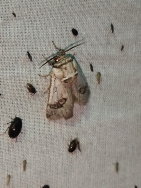 Parahypopta caestrum - spárgalepke