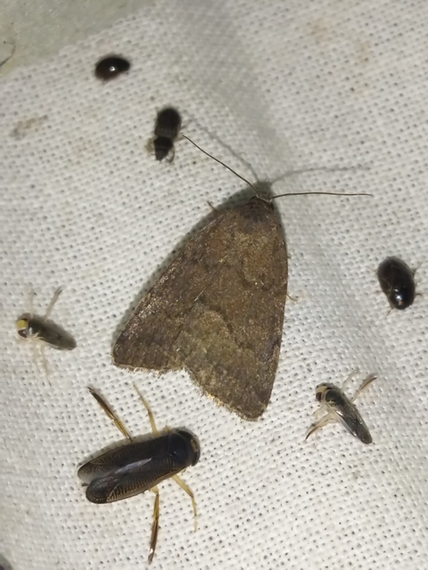 Acosmetia caliginosa - imolabagoly