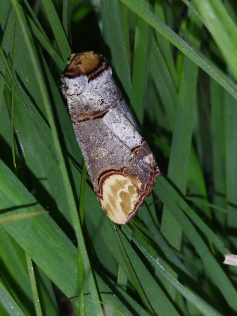 Phalera bucephala - sárgafoltos púposszövő