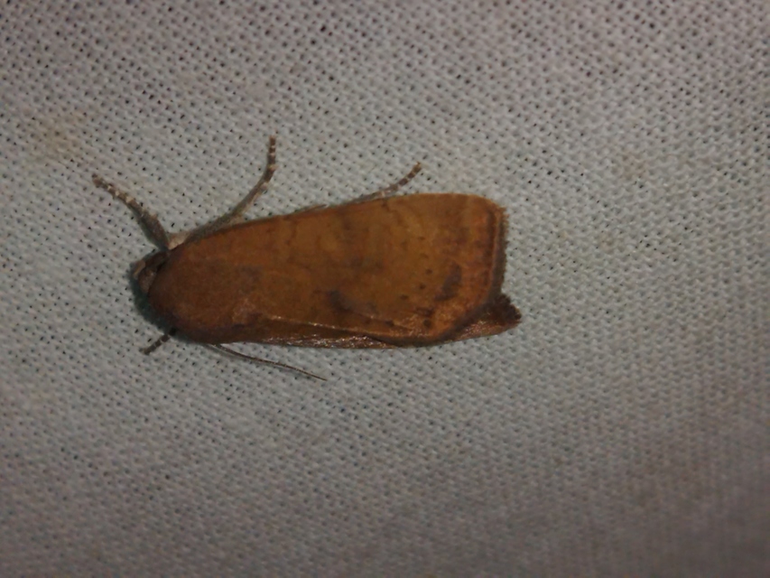 Noctua interjecta - zömök sárgafűbagoly
