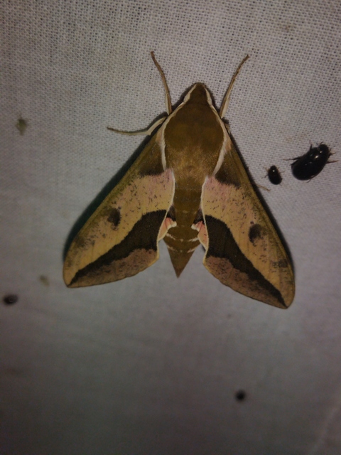 Hyles euphorbiae - kutyatejszender
