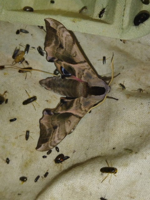 Smerinthus ocellatus - esti pávaszem
