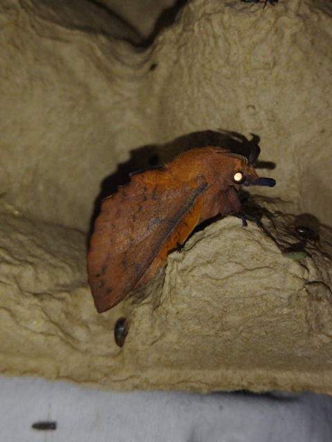 Gastropacha quercifolia - tölgylevélpohók