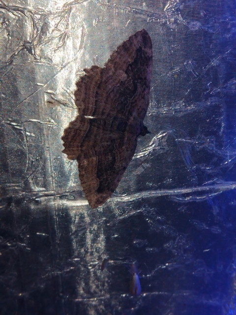 Philereme transversata - varjútövis-araszoló
