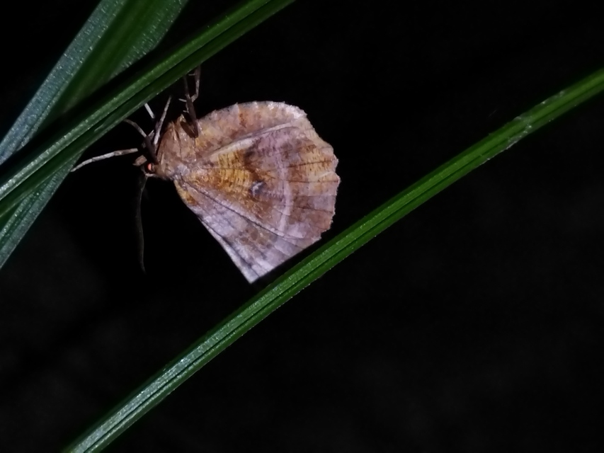 Selenia dentaria - kétfoltos holdasaraszoló