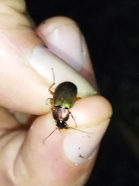 Chlaenius nigricornis - sötétcsápú bűzfutó