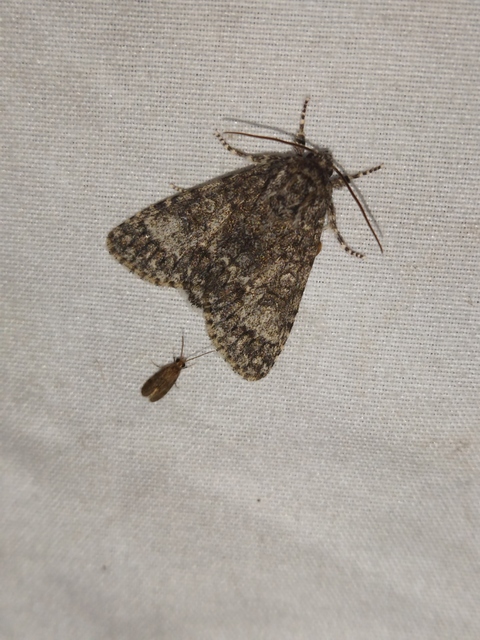 Acronicta megacephala - nagyfejű szigonyosbagoly