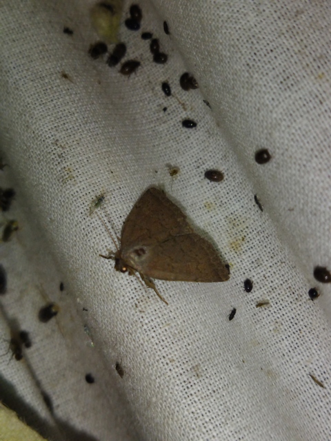 Acosmetia caliginosa - imolabagoly