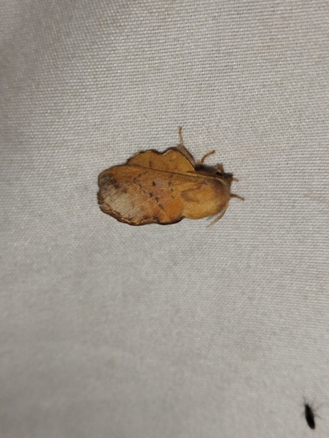Phyllodesma tremulifolia - nyárlevélpohók