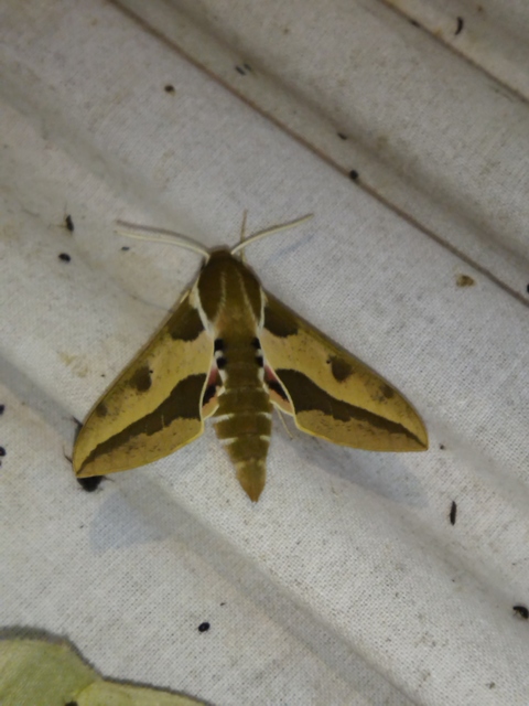 Hyles euphorbiae - kutyatejszender