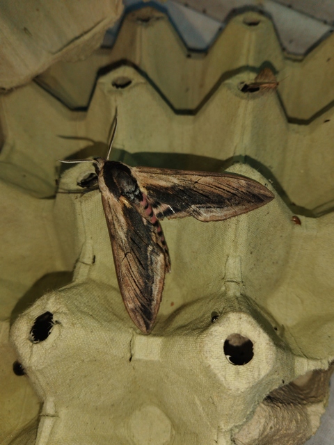 Sphinx ligustri - fagyalszender
