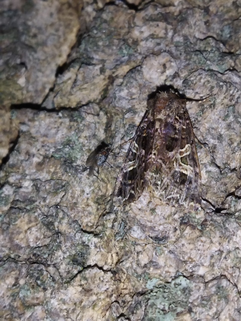 Sideridis rivularis - vörhenyes szegfűbagoly