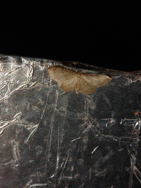 Idaea politaria - vonalas apróaraszoló