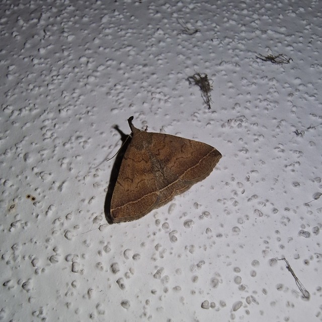 Pechipogo plumigeralis - tollascsápú karcsúbagoly