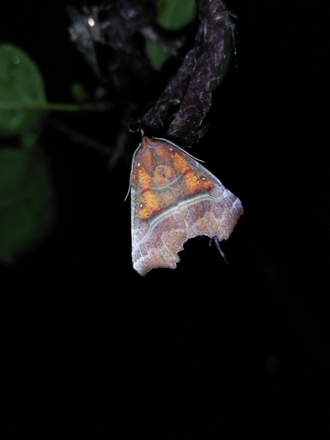 Scoliopteryx libatrix - vörös csipkésbagoly
