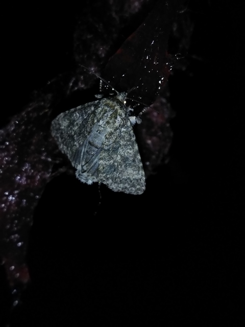 Acronicta megacephala - nagyfejű szigonyosbagoly