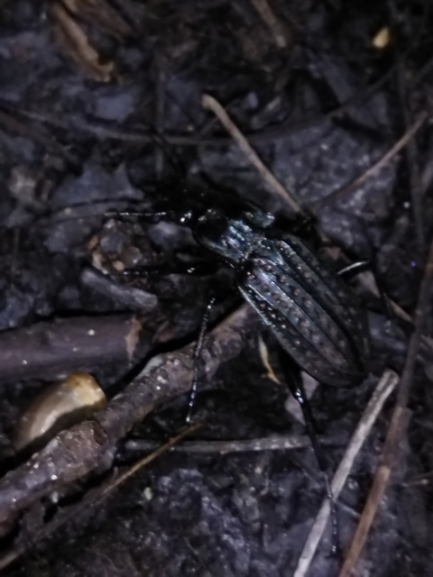 Carabus clathratus auraniensis - szárnyas futrinka
