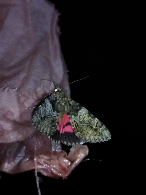 Catocala promissa - kis tölgyfa-övesbagoly