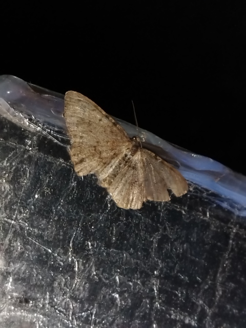 Aethalura punctulata - szürke égeraraszoló