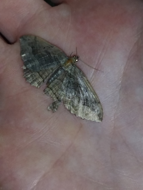 Philereme transversata - varjútövis-araszoló