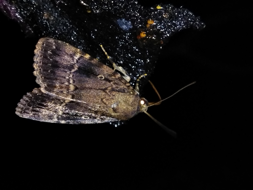 Amphipyra pyramidea - fahéjszínű bagoly