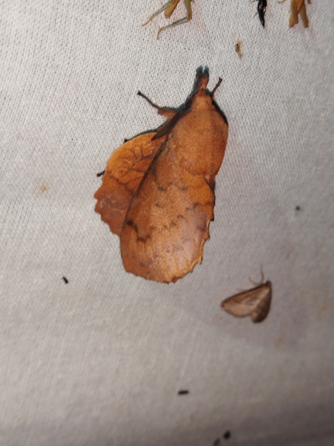 Gastropacha quercifolia - tölgylevélpohók