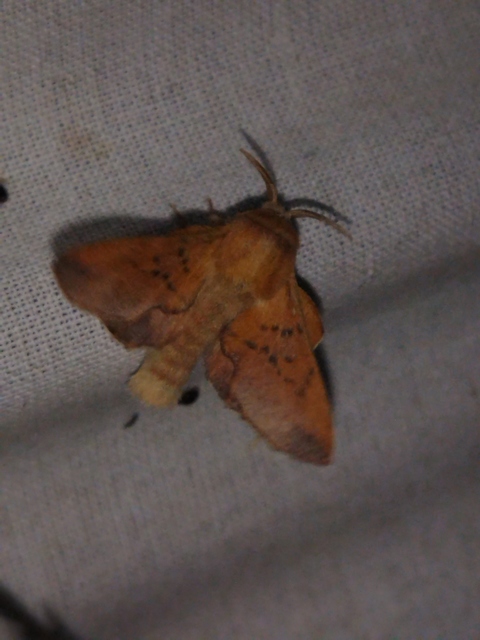 Phyllodesma tremulifolia - nyárlevélpohók