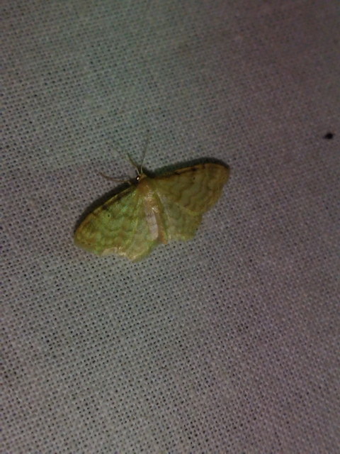 Idaea fuscovenosa - szürkeszélű apróaraszoló