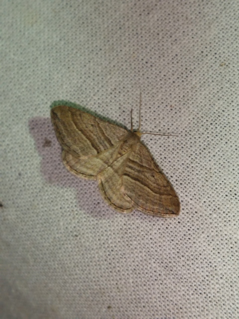 Phibalapteryx virgata - szürke galajaraszoló
