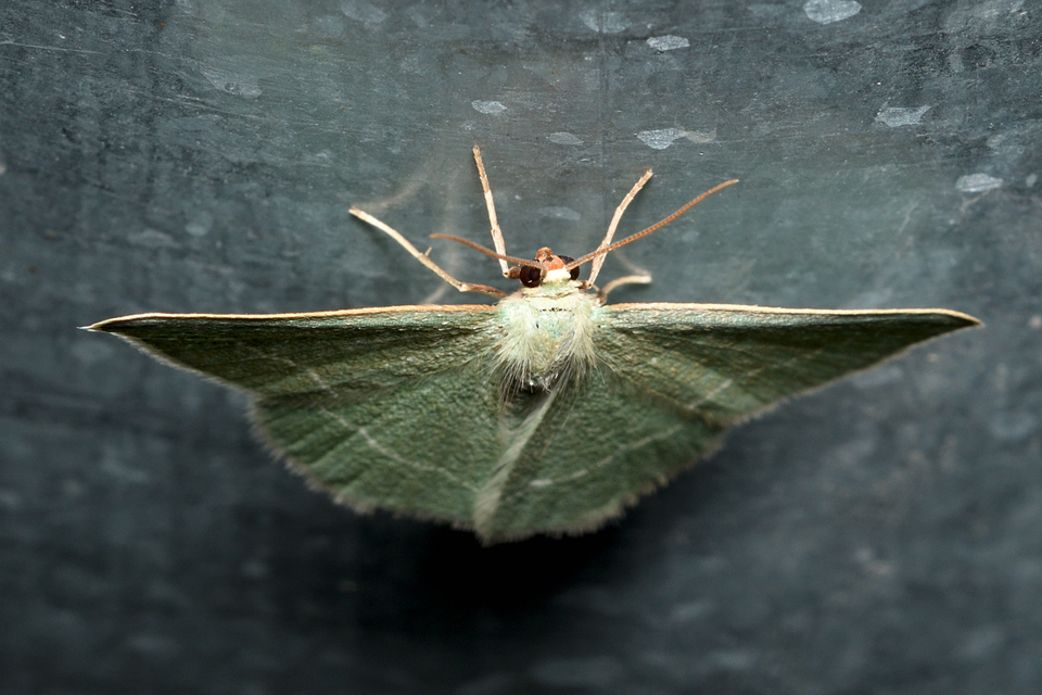 Chlorissa viridata - üdezöld araszoló