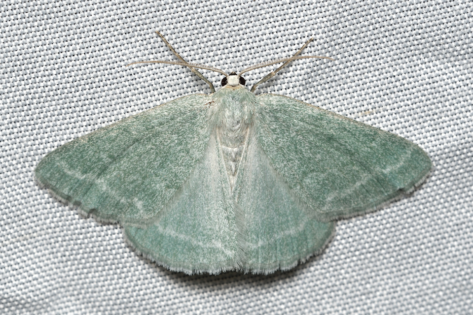 Pseudoterpna pruinata - hamvas zöldaraszoló