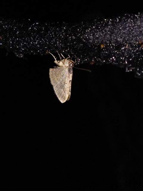 Catarhoe rubidata - piros tarkaaraszoló
