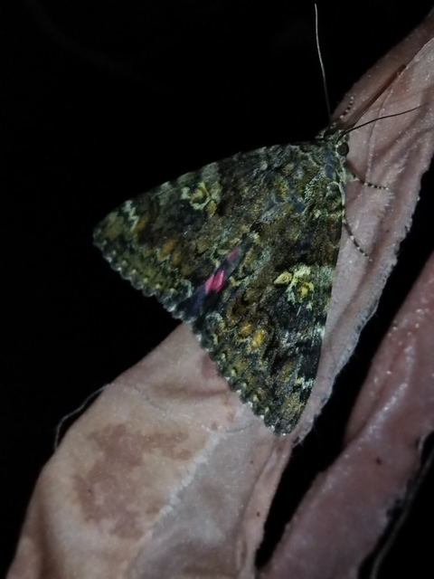 Catocala sponsa - tölgyfa-övesbagoly