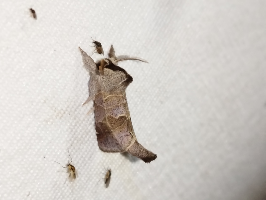Clostera pigra - apró levélszövő