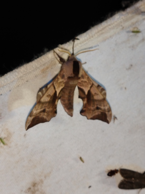 Smerinthus ocellatus - esti pávaszem