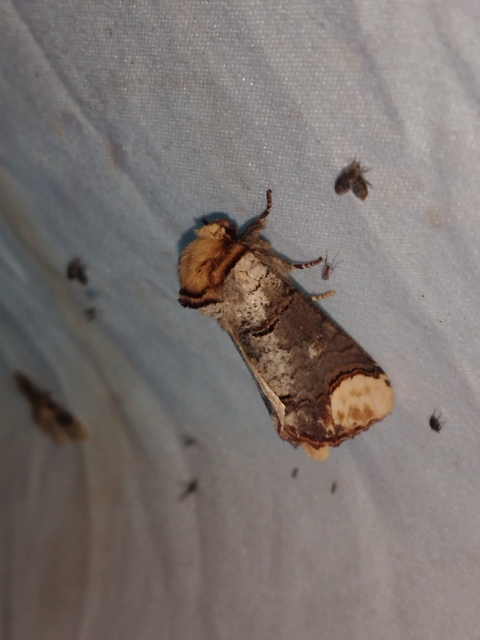 Phalera bucephala - sárgafoltos púposszövő