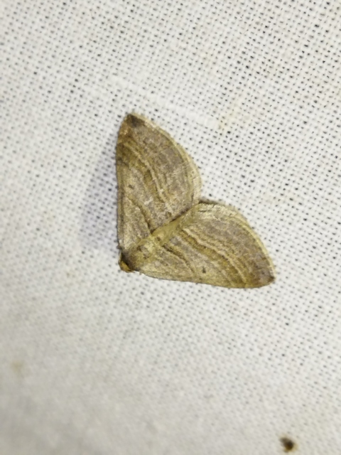 Phibalapteryx virgata - szürke galajaraszoló