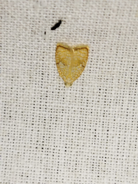 Acleris forsskaleana - juharos levélmoly