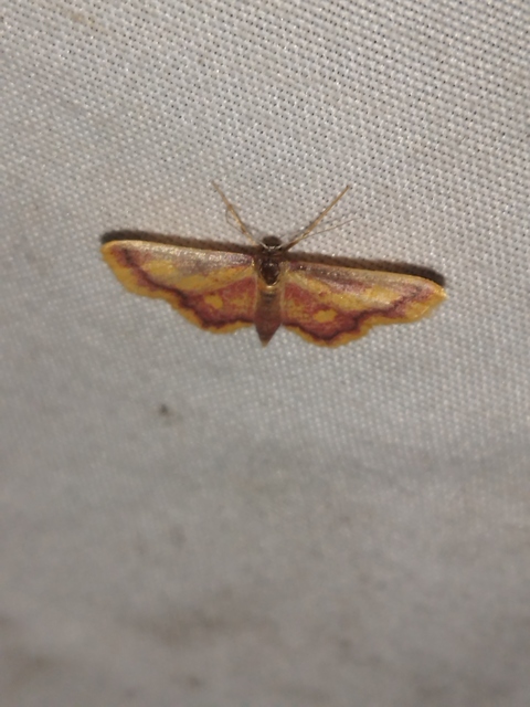Idaea muricata - mocsári pirosaraszoló