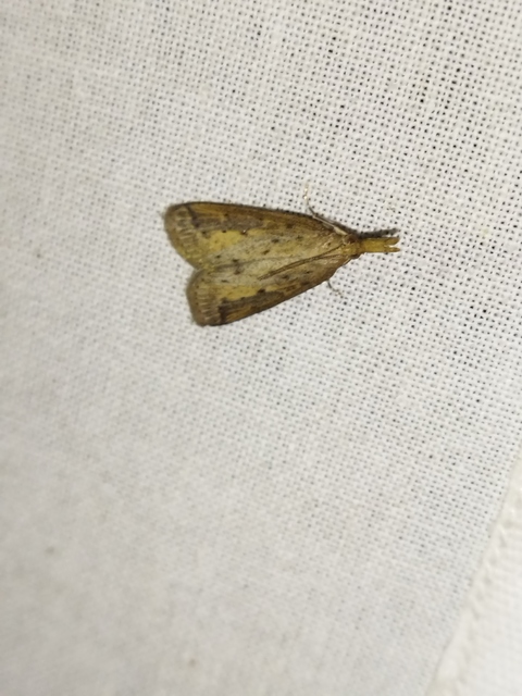 Schoenobius gigantella - óriás nádfúrómoly