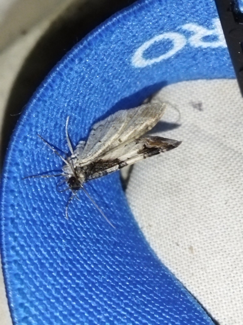 Catarhoe cuculata - csuklyás tarkaaraszoló