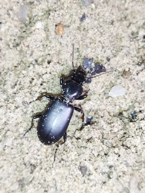 Broscus cephalotes - busafutó