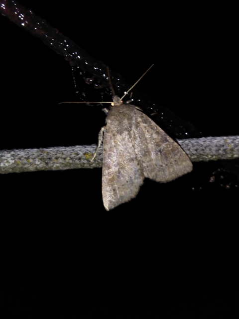 Parastichtis suspecta - sötét erdeibagoly