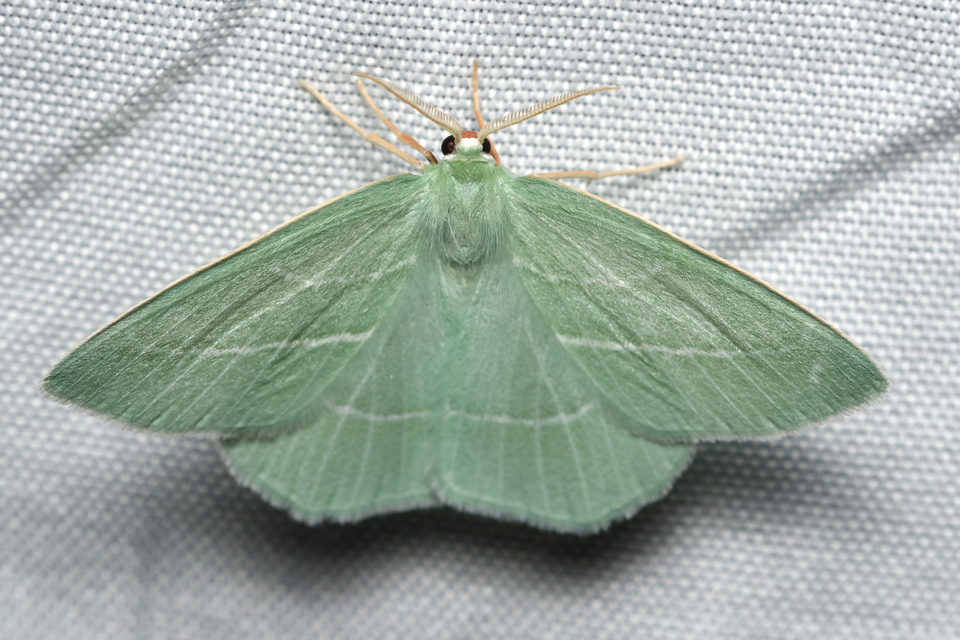 Hemistola chrysoprasaria - kékes zöldaraszoló
