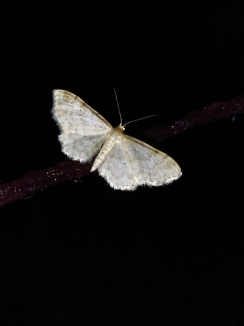 Idaea fuscovenosa - szürkeszélű apróaraszoló