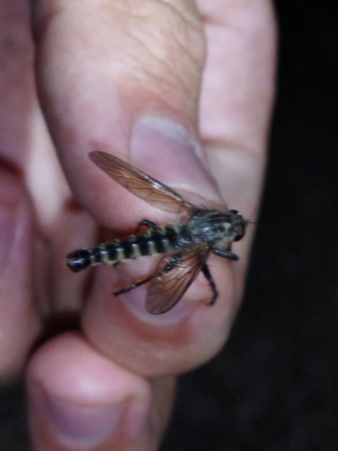 Antipalus varipes