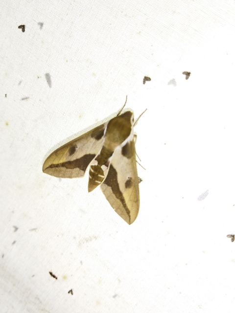 Hyles euphorbiae - kutyatejszender